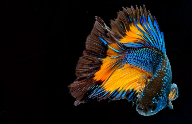 Halfmoon betta vis, siamese vechtvis, vangst van vis, betta splendens