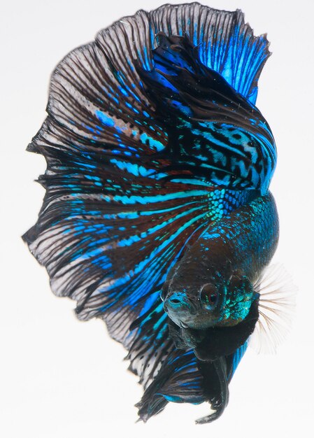 halfmoon betta-vis, siamese vechtvis, vangstbeweging van vis, betta splendens