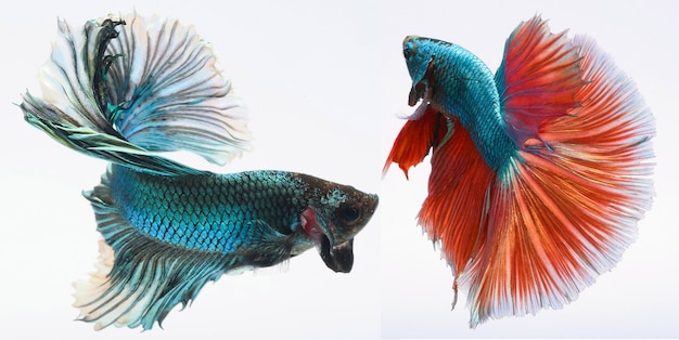 halfmoon betta-vis, siamese vechtvis