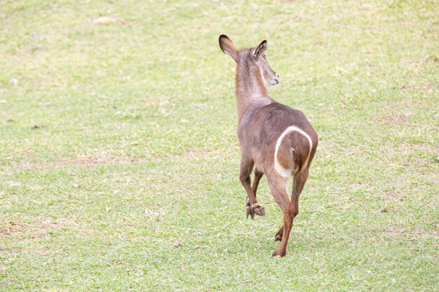 Halfmoon Cobo Kobus ellipsiprimnus