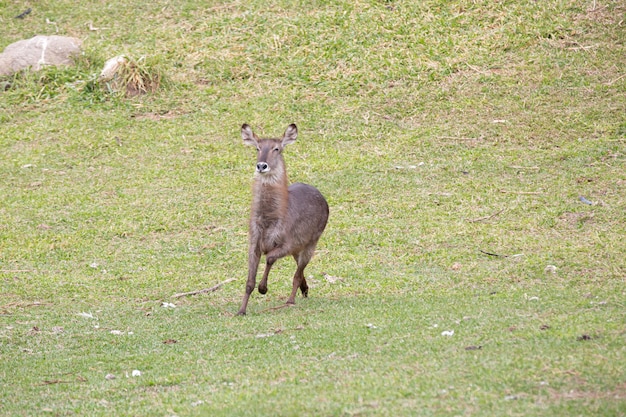 Halfmoon Cobo Kobus ellipsiprimnus