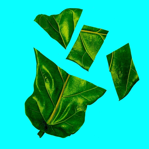 Halfs Leaf Bio Art. Зеленый любовник. Плоская планировка минимальная