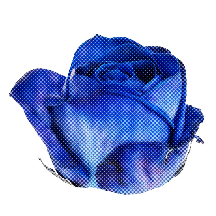 Foto halftone blauwe roos bloem sticker overlay met witte rand
