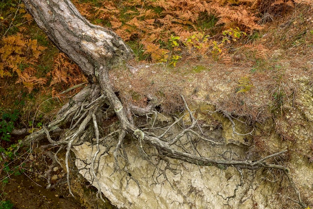 Halfunearthed roots of a tree in a ditch created by rainwater in a forest