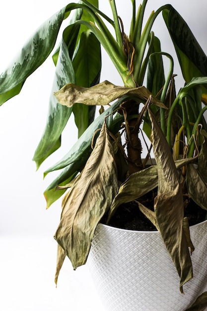 A halfwithered dieffenbachia flower Flowers during the war