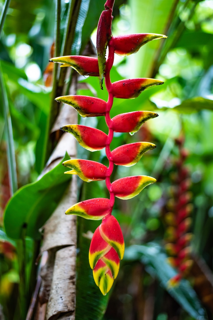 Foto haliconiabloem op tuin