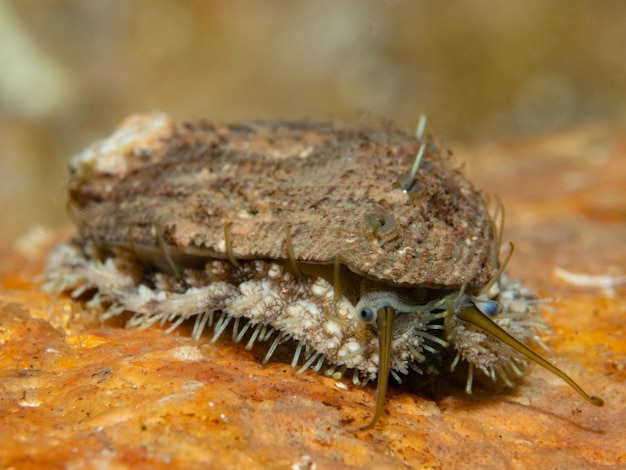 할리오티스 터클레타 (Haliotis tuberculata)