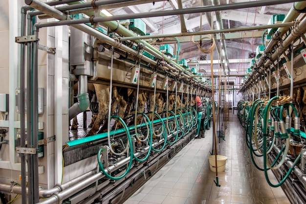 Hall milking cows on a dairy farm