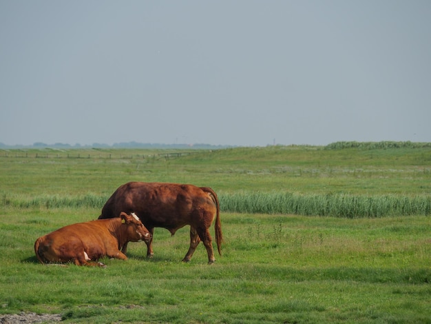 Hallig Hooge in germany