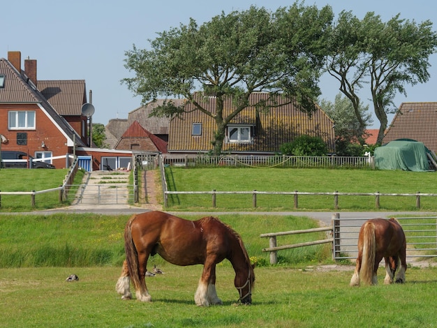 Foto hallig hooge in de noordzee