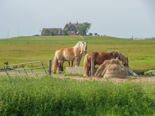 Hallig Hooge in de Noordzee