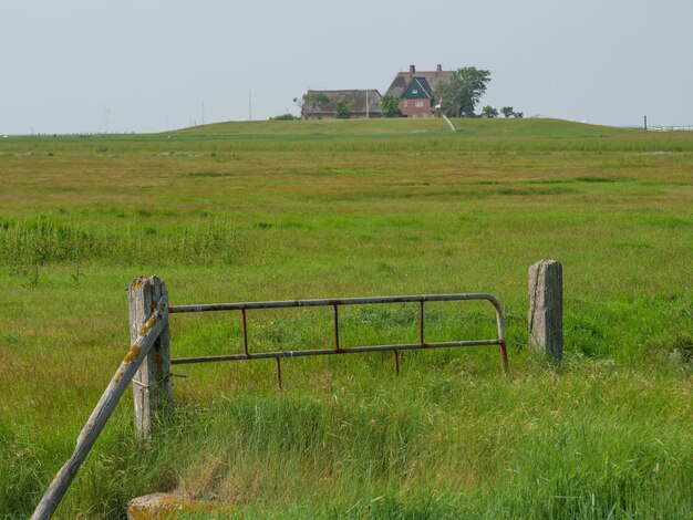 Hallig Hooge in the north sea