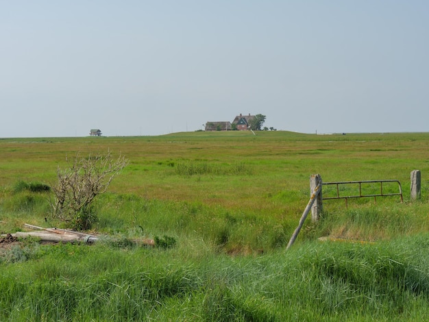 Hallig Hooge in the north sea