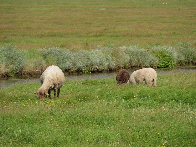 Hallig Hooge in the north sea