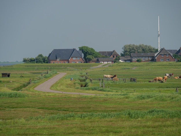 Hallig Hooge in the north sea