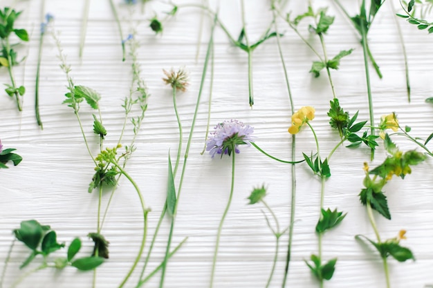 Hallo lente Prachtige wilde bloemen stengels en bloeiende bloemblaadjes samenstelling op wit hout