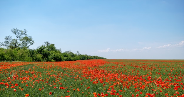 Foto hallo lente. spectaculaire lente papaver veld landschap in volle bloei. blauwe hemel.