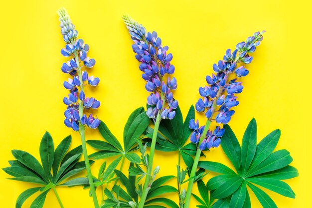 Hallo zomerconcept drie paarse lupine op gele achtergrondsamenstelling van wild violet blauw