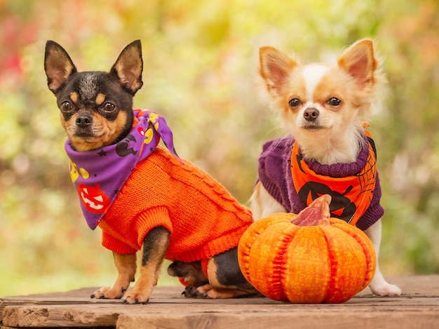 Halloween, animals. Two small Chihuahua dogs in orange and purple sweaters next to a pumpkin