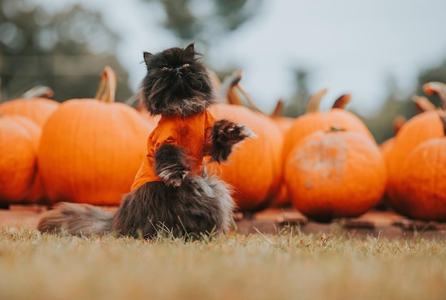 Halloween black cat in warm plaid among pumpkins stock photo