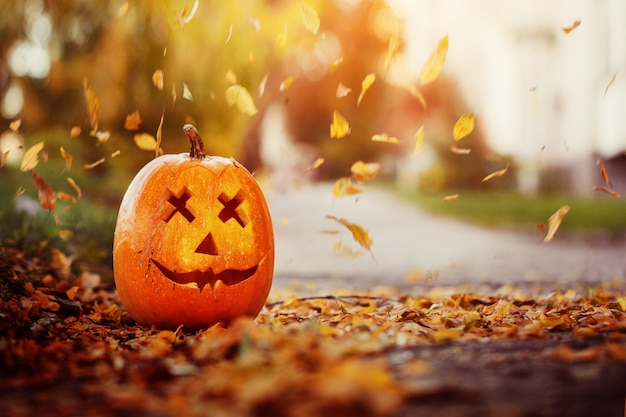 Halloween carved pumpkin in autumn leaves nature.