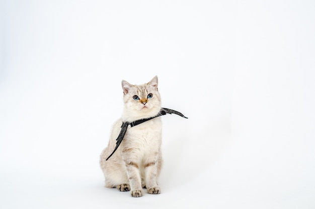 Halloween catportrait kitty wear black bat wing isolated on white background