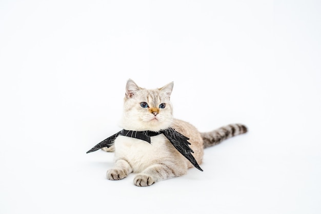 Halloween catportrait kitty wear black bat wing isolated on white background