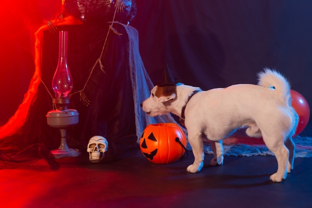 Halloween celebration concept funny dog eating from halloween pumpkin