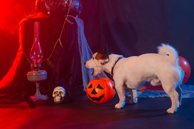 Concetto di celebrazione di halloween cane divertente che mangia dalla zucca di halloween