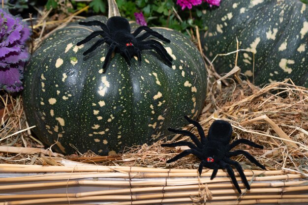 Photo halloween decor composition pumpkin with a spiders ripe green pumpkin harvest in the fall