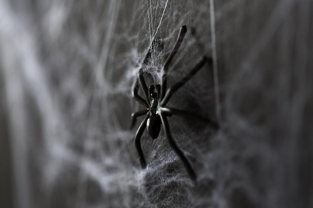 Photo halloween, decoration and scary concept - black toy spider on artificial cobweb
