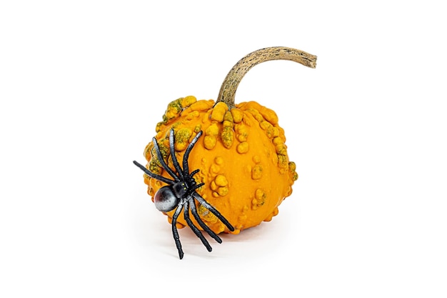 Halloween decorative pumpkin with big spider isolated object on white background