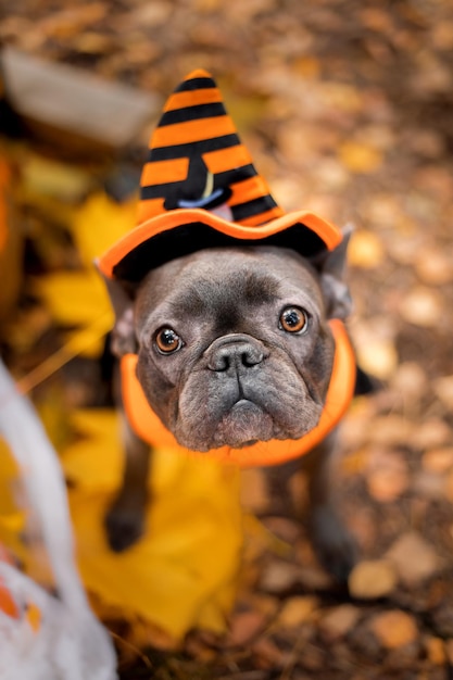 Halloween- en Thanksgiving-vakanties. Hond met pompoenen in het bos. Leuke franse buldog. Hond kosten