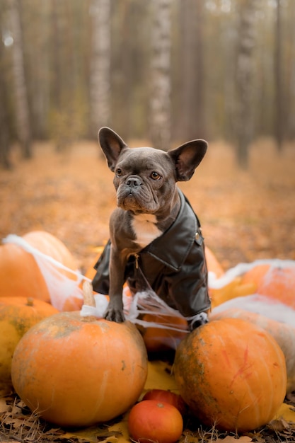 Halloween- en Thanksgiving-vakanties. Hond met pompoenen in het bos. Leuke franse buldog. Hond kosten