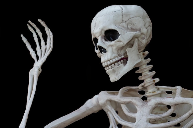 Halloween human skeleton with copy space on black background