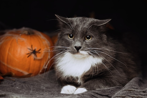 Foto halloween-kat die op bed liggen