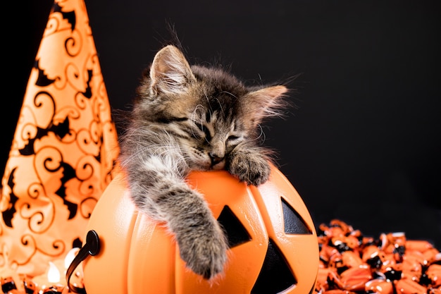 Un gattino di halloween con ali di pipistrello dorme in una zucca su sfondo nero.