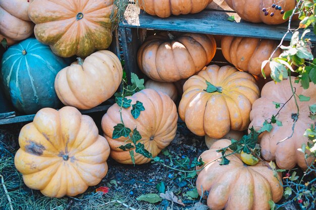 Halloween party. Halloween pumpkin. autumn season and vegetables