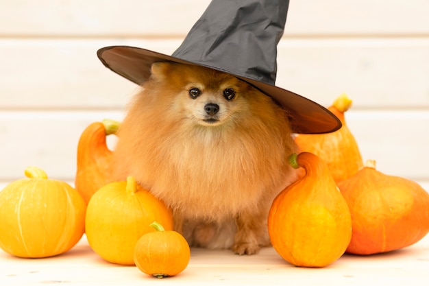 Animale domestico di halloween. fantastico cappello nero da spitz per cani con zucca, secchio jack o lantern. vacanza terribile