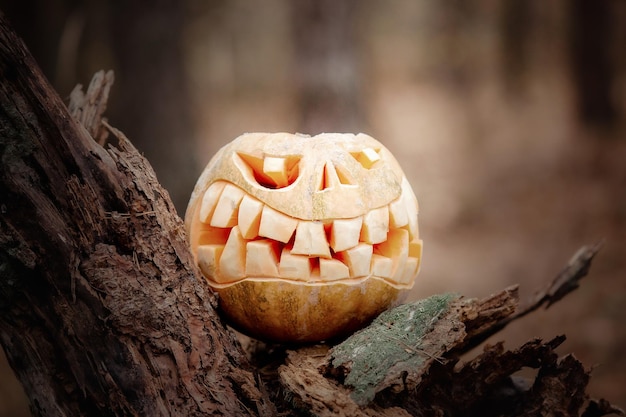 Halloween-pompoen. Herfst kleuren. Stilleven. Voorbereiding voor het feest. Fijne Halloween en a