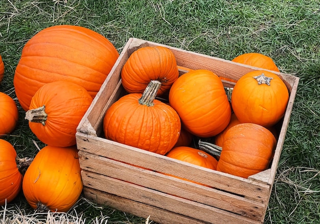 Halloween-pompoenen en vakantiedecoratie in het herfstseizoen, pompoenoogst op het platteland en seizoensgebonden landbouw buiten in de natuur