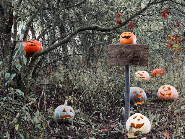 Foto halloween-pompoenen in bos