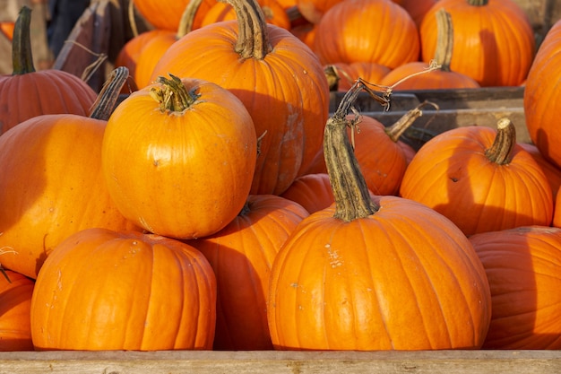 Halloween-pompoenen in houten kisten op de markt.