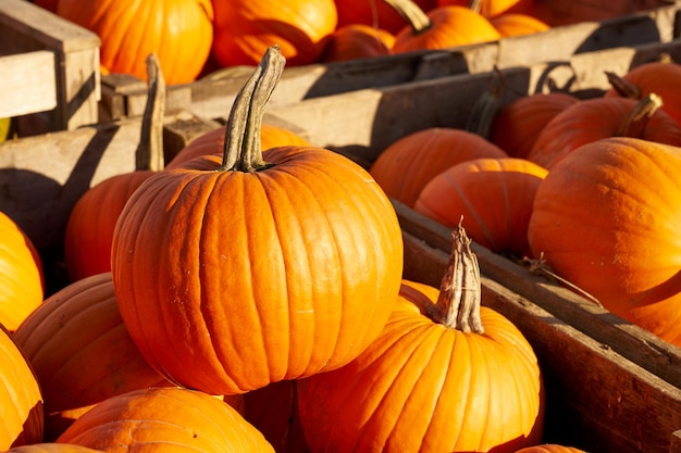 Halloween-pompoenen in houten kisten op de markt