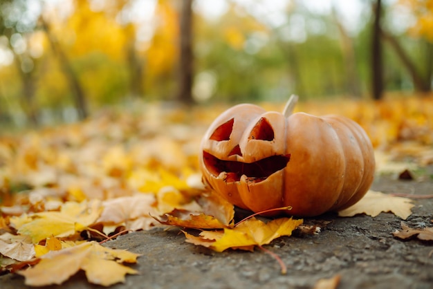 Halloween pumpkin on the autumn park holidays decoration concept