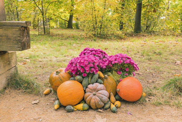 ハロウィーンのカボチャと菊の花が屋外の装飾に落ちる