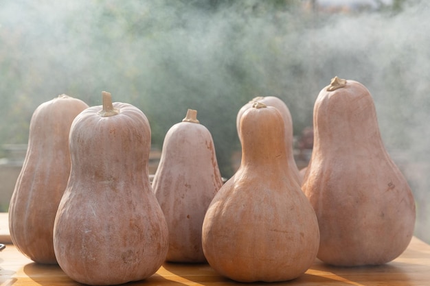 Halloween pumpkin harvest background in dark autumn mood