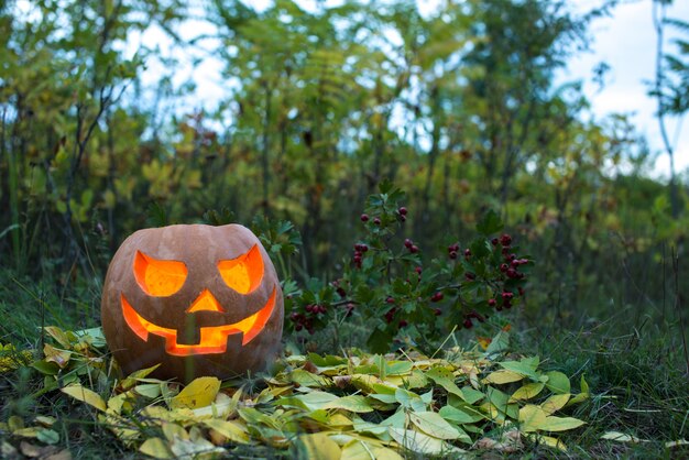 Halloween pumpkin on leaves in woods