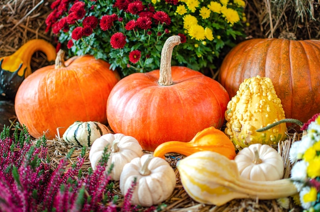 Halloween pumpkin pumpkin on a background of hay in a rustic style background for halloween place fo...