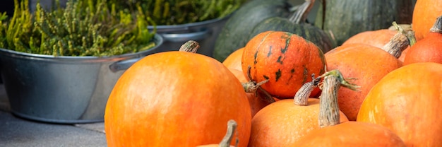 Halloween pumpkin. Pumpkin on a background of hay in a rustic style. Background for Halloween. Place for text. Panoramic photo.